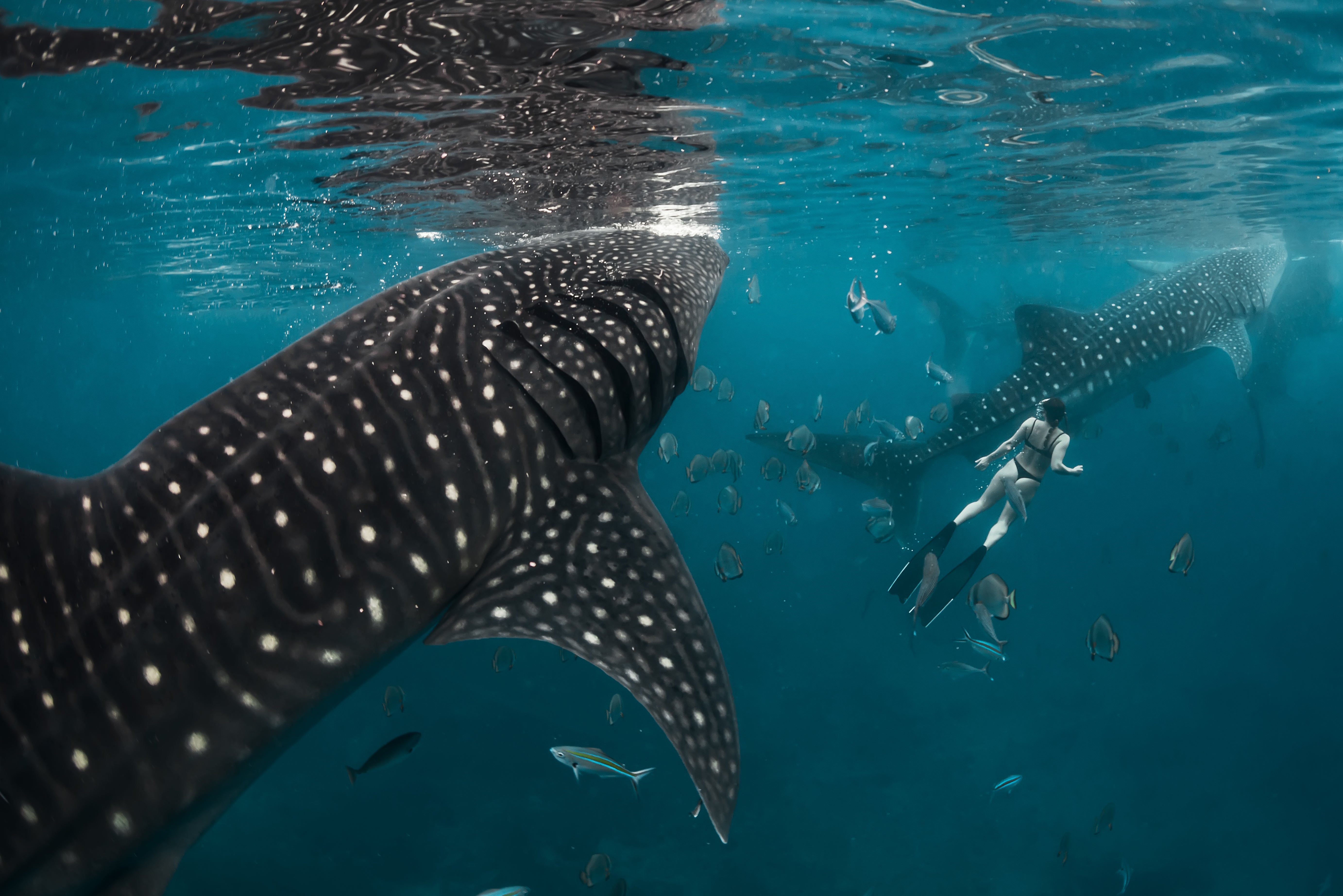 Freediver swimming alongside whale sharks underwater — photography by Javier Mendoza, My Clean Ocean