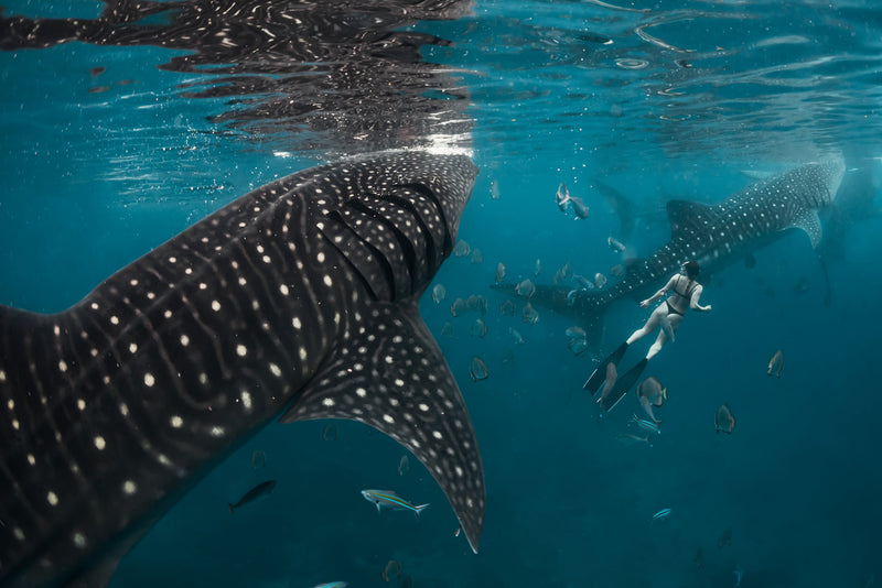 Freediver swimming alongside whale sharks underwater — photography by Javier Mendoza, My Clean Ocean