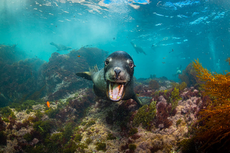 Sea lion swimming through kelp reef looking directly into camera — underwater photography by Javier Mendoza, My Clean Ocean