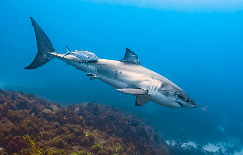 Great white shark swimming over kelp bed — underwater photography by Javier Mendoza, My Clean Ocean