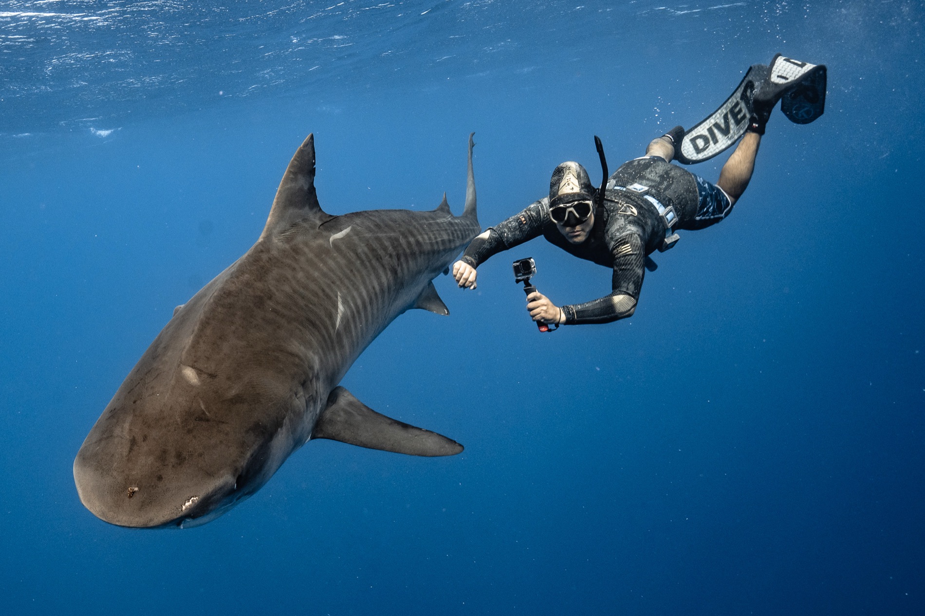 Richard Bargas freediving alongside a tiger shark with a camera in hand